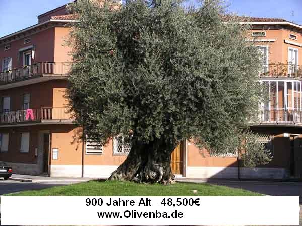 900 JAHRE oLIVENBAUM