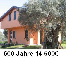 600 Jahre alt Olivenbaum