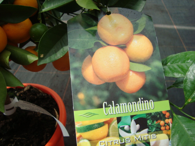 Calamondino