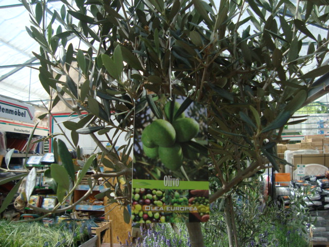 Olea Europaea
