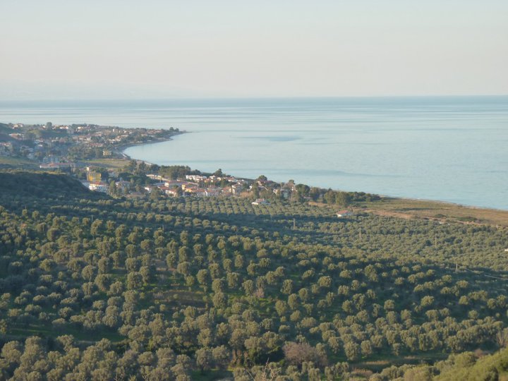 UNSERE PLANTAGE AN JAHRHUNDERT OLEA EUROPAEA