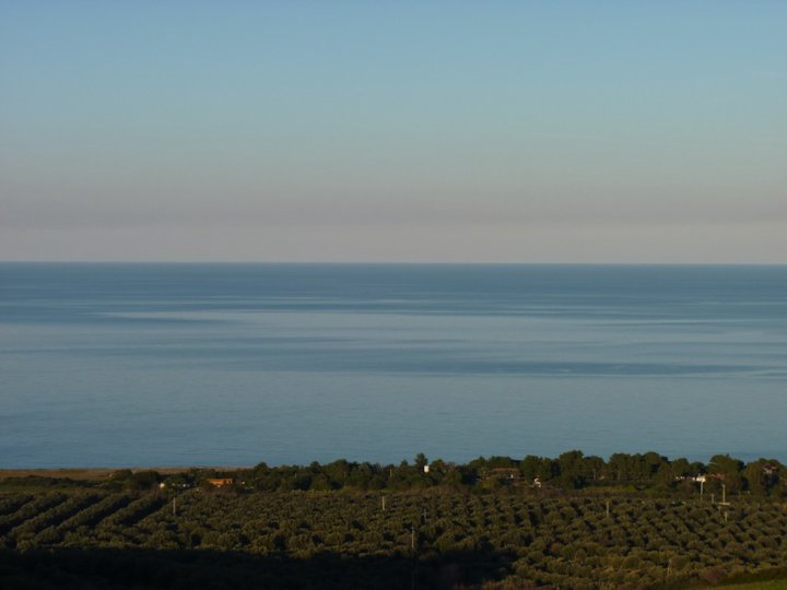 UNSERE PLANTAGE AN JAHRHUNDERT OLEA EUROPAEA